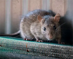 Rat