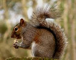 Squirrel