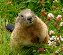 Woodchuck