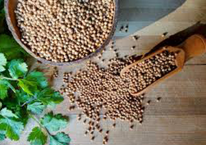 Coriander