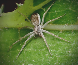 Buzzing Spider