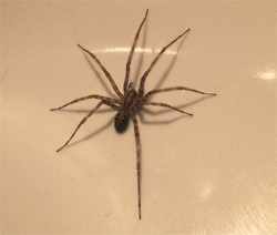 Cardinal Spider