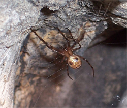 Cave Spider