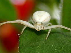 Crab Spider