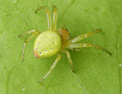 Green Orb Spider