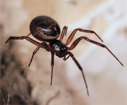 Cupboard Spider