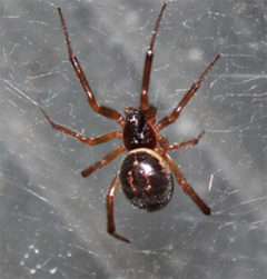 False Widow Spider