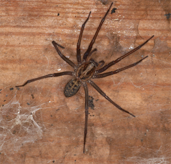 Giant House Spider