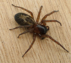 Lace Web Spider