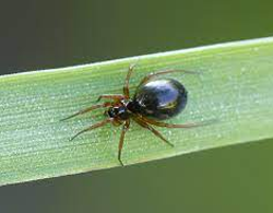 Money Spider