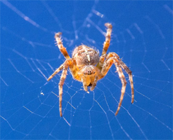 Orb Weaver Spider