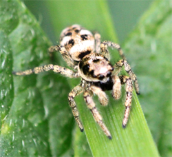 Zebra Spider
