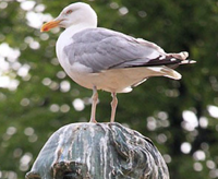 Being pooed on by a bird