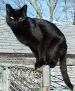 Seeing a black cat