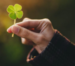 Four-Leafed Clover