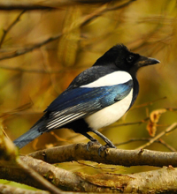 Seeing a magpie