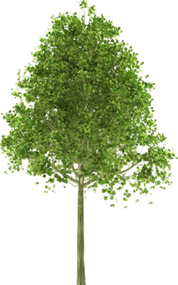 Alder