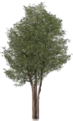 Ash