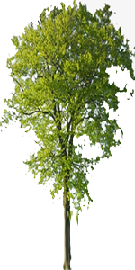 Beech