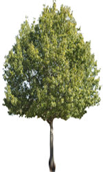 Chestnut