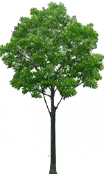 Elm