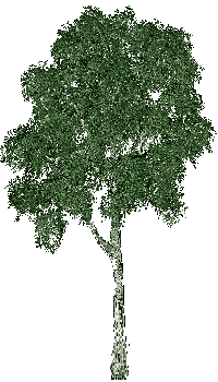 Hawthorn