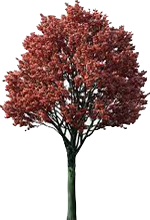 Maple