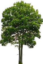 Oak