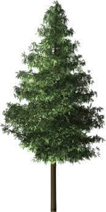 Spruce