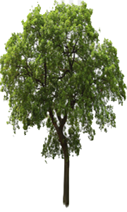 Sycamore