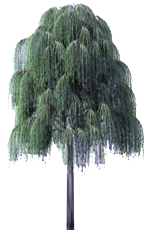 Willow