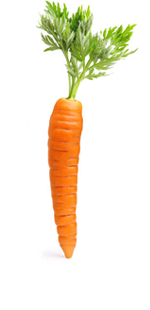 Carrot