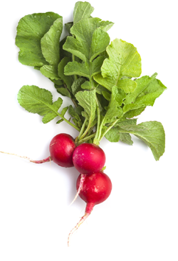 Radish