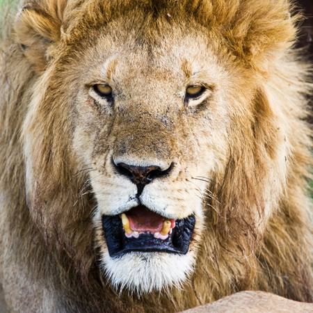 Lion