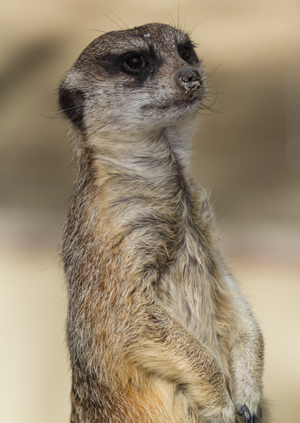 Meercat