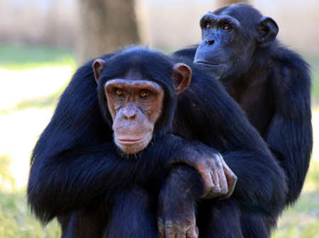 Monkey