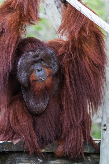 Orangutan