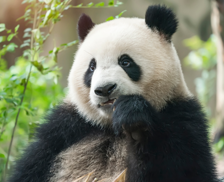 Panda