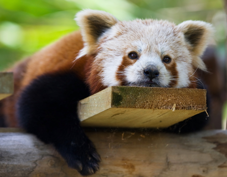 Red Panda