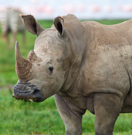 Rhino