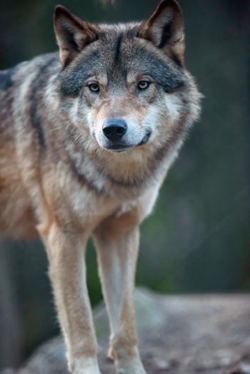 Wolf