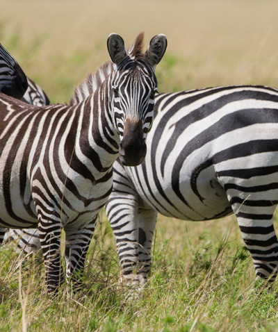 Zebra